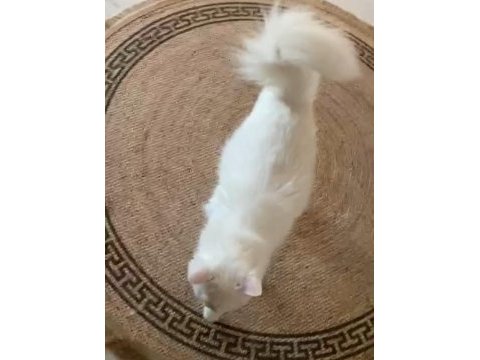 British longhair