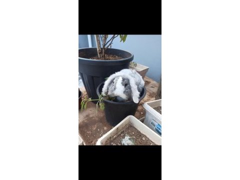 Hollanda lop tavşanı