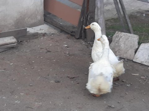 1 çift pekin ördeği amerikanla takas var