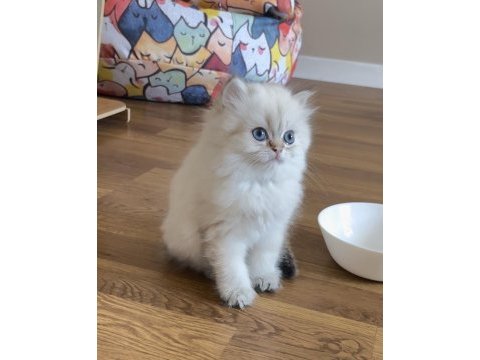 Golden point british longhair erkek