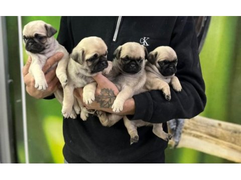 Sağlıklı pug yavrular