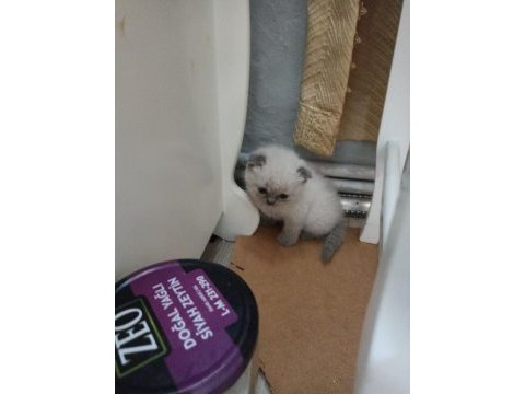 Scottish fold yavru