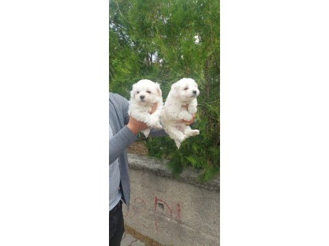 Sevimli maltese bebekler
