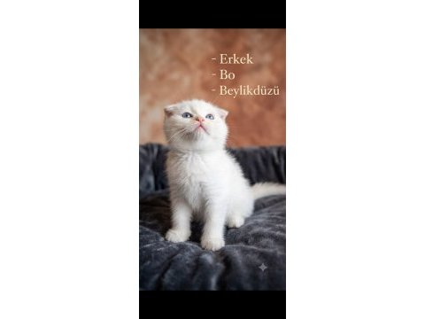 Scottish fold kediler