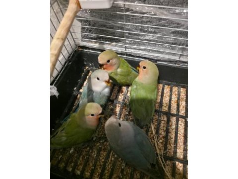2 aylık bebek sevda papağanları yeni yeme düştü