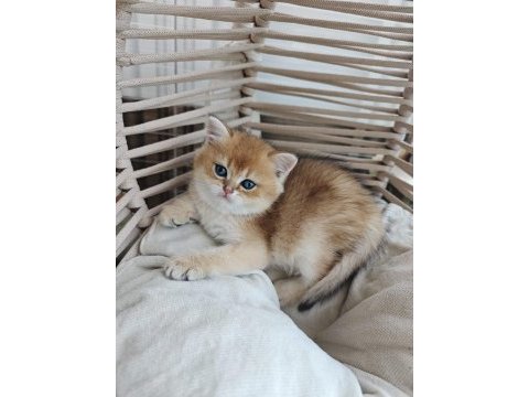 British shorthair yuva arıyor