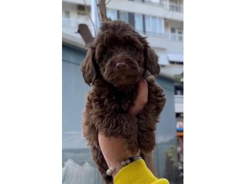 Dişi maltipoo sahiplendirme