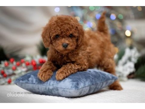Şecereli anne baba boy garantili orijinal red toy poodle