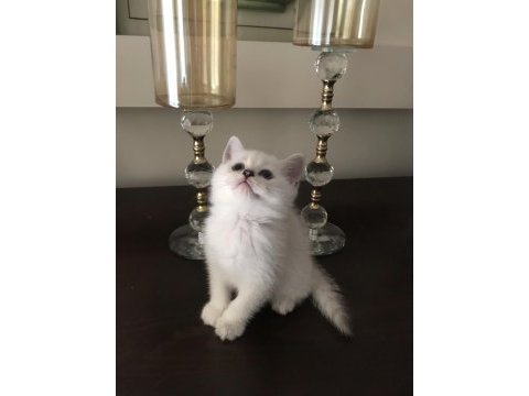 Soylu anne babadan nadir güzellikte british shorthair silver