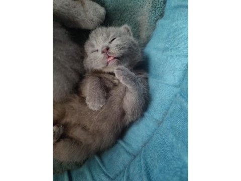 1 aylık british shorthair yavru