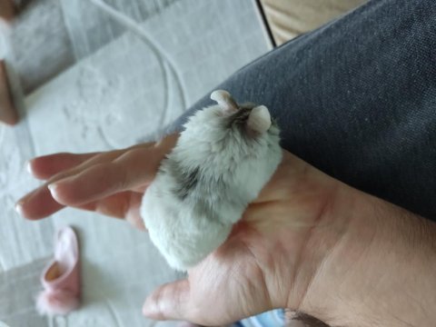 Çok tatlı yavru ve yetişkin gonzales hamsterler