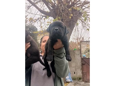 Show kalitede cane corso yavrular fcı/kıf a şecere