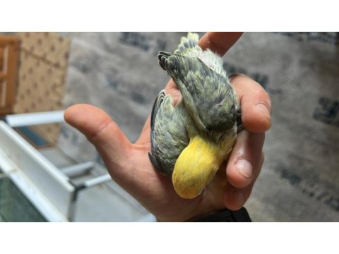 Cennet papağanı yavrular