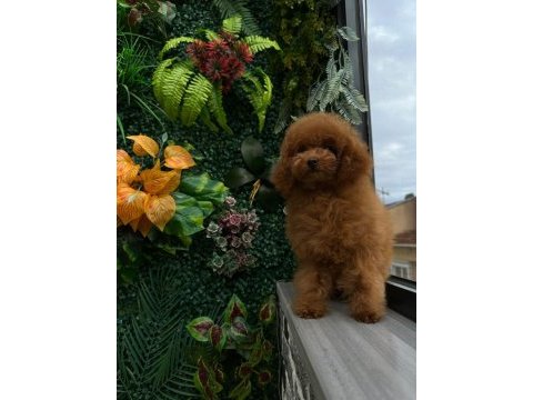 Red toy poodle