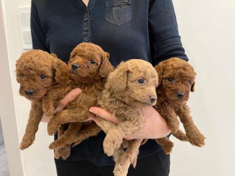 Yasal çiftlikten poodle yavrularımız