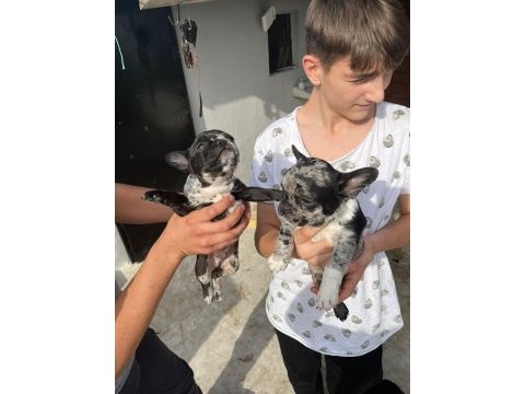 French bulldog merle tan 2,5 aylık erkek