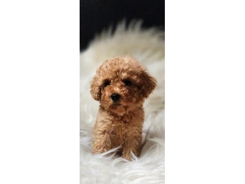Veteriner teknikerinden toy poodle dişi erkek
