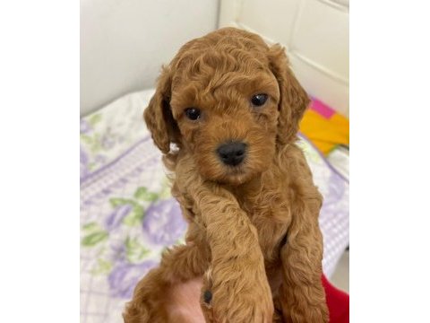 Uyguna toy poodle bebekler