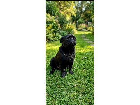 Mops siyah pug son yavru