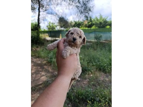 Kore ve toy poodle yavrularımız
