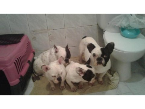 French bulldog toplu