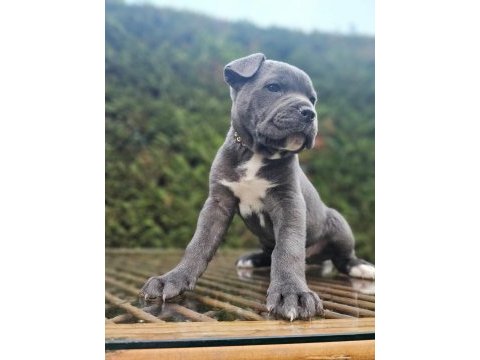 En iyisi yine bizde mükemmel cane corso yavrular