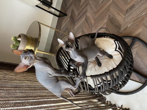 Sphynx sfenks bebekler