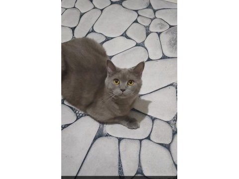 Kedimiz sağlık sorunlarından
