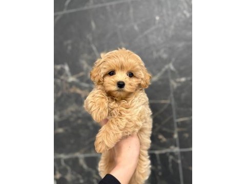 Maltipoo yavruları