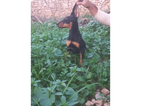 Doberman dişi erkek yavrular