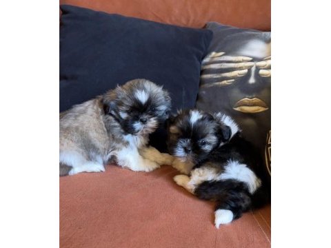 İki erkek safkan shih tzu