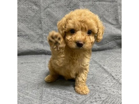Dünya tatlısı maltipoo yavruları