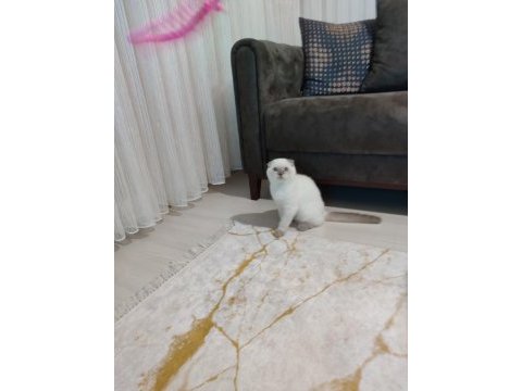 Veteriner kontrollü aşısı tam