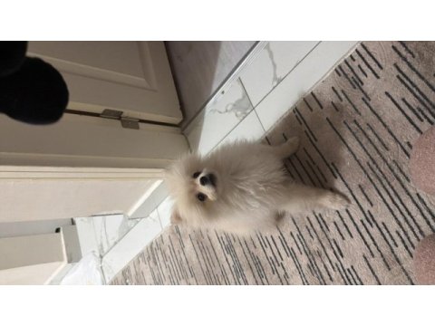 10 aylık oyuncu pomeranian