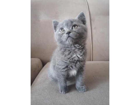 British shorthair kedimiz başlangıç seti hediyeli