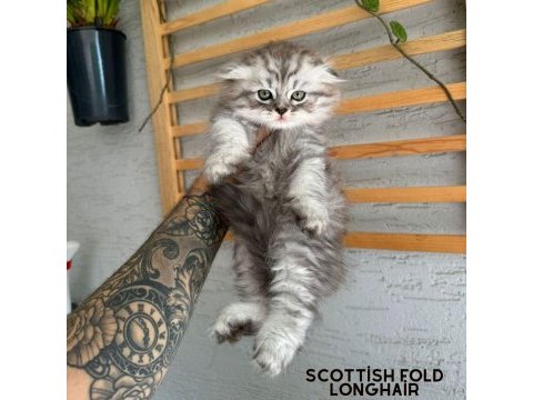 British longhair dişi iki aylık