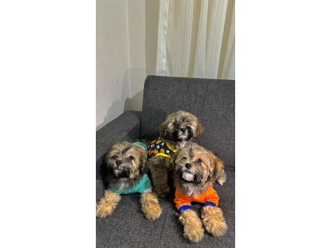 Ayı surat maltipoo yavrularımız