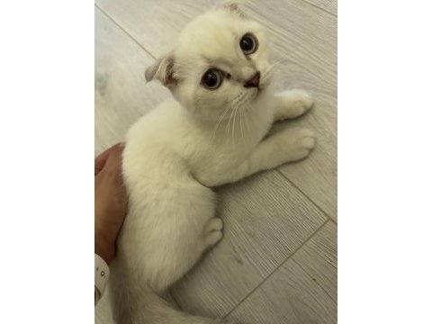 26 nisan doğumlu scottish fold bebekler
