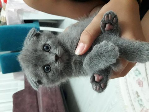 Scottish fold dişi bebeğimiz