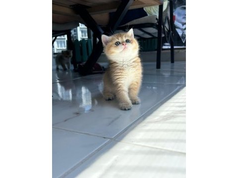 Show kalite ayı surat british shorthair bebekler