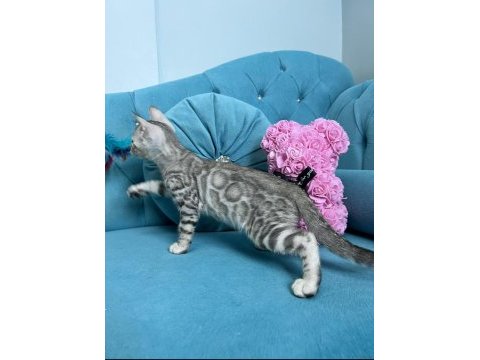 Faturalı silver bengal yavruları