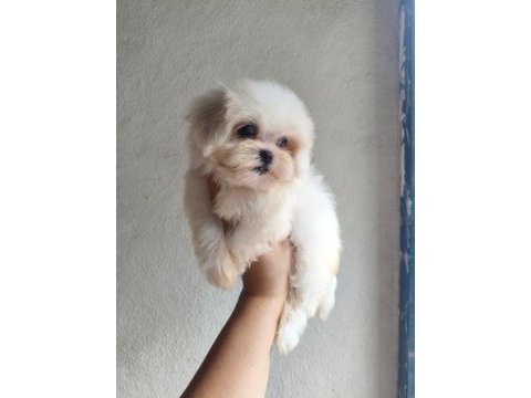 Teacup dişi kore maltese