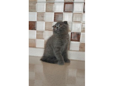 Ayı surat scottish fold yavru