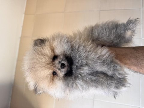Pomeranian boo köpeği