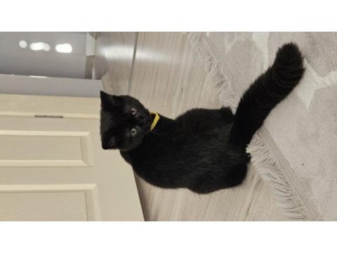 Karabük british shorthair