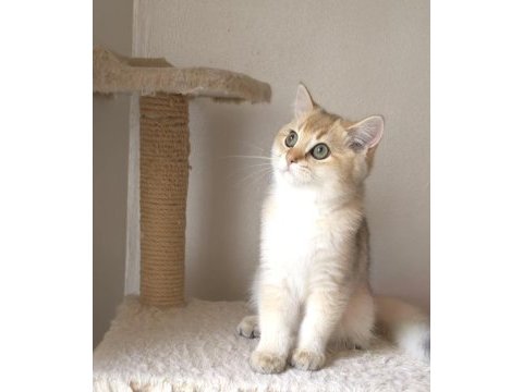 Safkan british shorthair erkek yavru
