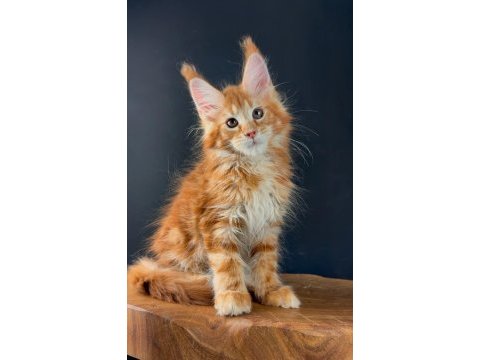 Üst kaliteli maine coon wcf kayıtlı