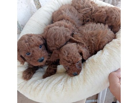 Kore kan red brown poodle yavrular