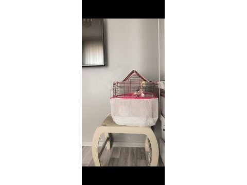 Ele alışkın sultan papağanı