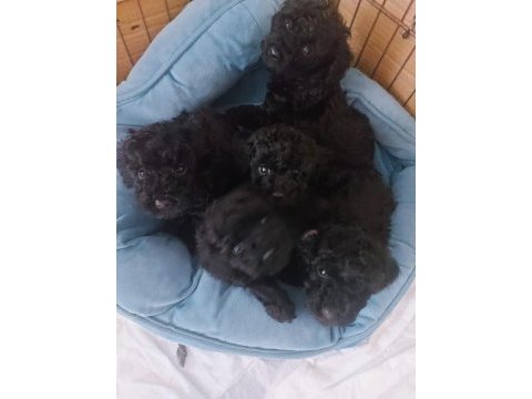 Siyah toy poodle bebeklerimiz